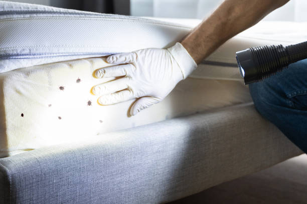 Best Affordable Pest Control Services  in Merrifield, VA