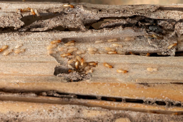 Reliable Merrifield, VA Pest Control Solutions