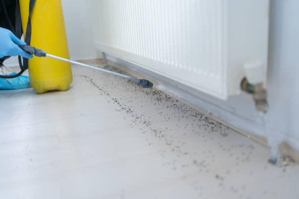 Best Emergency Pest Control  in Merrifield, VA
